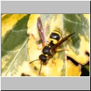 Ancistrocerus nigricornis - Faltenwespe 19a 9mm.jpg